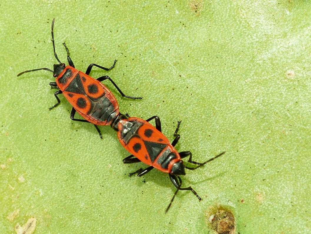 Pyrrhocoris apterus in copula